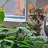 Lokie participe au concours pour gagner de l'argent avec cette photo : cat, tabby, houseplant, windowsill, greenery, indoor, pet, curious, ears, whiskers, feline, leaf, natural_light, window, plant_pot, domestic_animal, closeup, young_cat, animal, home