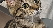 Lokie a rejoint le concours — aidez-le/la à gagner de superbes lots ! cat, tabby, indoor, pet, animal, feline, striped_fur, whiskers, ears, alert, curious, closeup, face, fur, eyes, domestic_cat, portrait, young_cat, background, wall