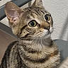cat, tabby, indoor, pet, animal, feline, striped_fur, whiskers, ears, alert, curious, closeup, face, fur, eyes, domestic_cat, portrait, young_cat, background, wall