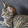 Lokie a rejoint le concours — aidez-le/la à gagner de superbes lots ! cat, tabby_cat, feline, pet, animal, couch, gray_couch, indoor, resting, side_view, whiskers, ears, green_eyes, striped_fur, relaxed, close_up, fur_pattern, domestic_cat, house_pet, soft_texture