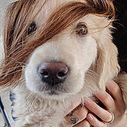 Ava a rejoint le concours — aidez-le/la à gagner de superbes lots ! puppy, dog, golden_retriever, fur, nose, eyes, hair, hands, rings, closeup, cute, pet, animal, domestic_animal, portrait, indoor, fluffy, soft, young, adorable