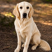 Ava a rejoint le concours — aidez-le/la à gagner de superbes lots ! animal, brown_eyes, canine, daylight, dog, ears, forest, friendly, fur, golden_retriever, ground, muzzle, nature, outdoor, paw, pet, portrait, sitting, snout, tail
