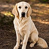 dog, golden_retriever, animal, pet, canine, outdoor, nature, fur, sitting, portrait, brown_eyes, tail, ears, muzzle, snout, paw, ground, daylight, forest, friendly