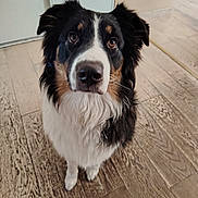 Vicky a rejoint le concours — aidez-le/la à gagner de superbes lots ! dog, border_collie, pet, animal, fluffy, long_hair, black_white_tan, sitting, portrait, close_up, looking_at_camera, brown_eyes, ears, nose, whiskers, white_chest, indoor, wood_floor, rug, home
