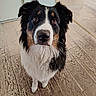 animal, black_white_tan, border_collie, brown_eyes, close_up, dog, ears, fluffy, home, indoor, long_hair, looking_at_camera, nose, pet, portrait, rug, sitting, whiskers, white_chest, wood_floor