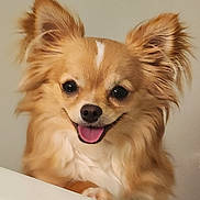 Diablo joined the competition — help win amazing prizes! animal, bathing, bathtub, bodypart, canine, chihuahua, cockerspaniel, dog, eskimodog, face, head, mouth, papillon, person, pet, photography, portrait, puppy, teeth, tub