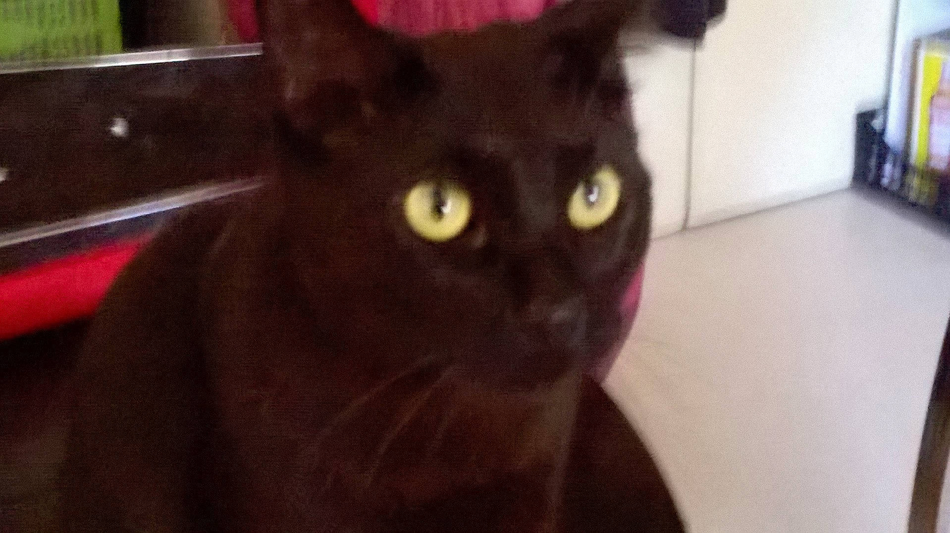 Kachou participe au concours pour gagner de l'argent avec cette photo : asian, black_cat, bombay, burmese, carnivore, cat, close_up, domestic_short_haired_cat, ear, eye, felidae, havana_brown, iris, korat, mammal, small_to_medium_sized_cats, snapshot, snout, vertebrate, whiskers