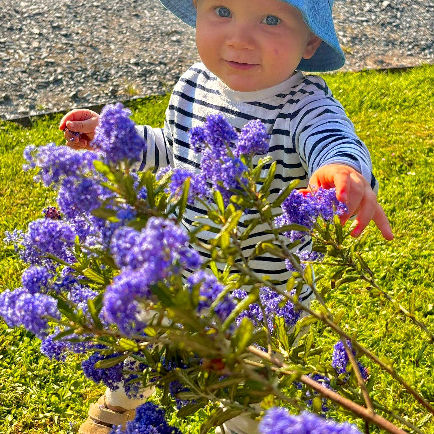 Sacha participe au concours pour gagner de l'argent avec cette photo : baby, bucket_hat, child, curious, daylight, flower, garden, grass, green, hat, nature, outdoor, person, plant, purple_flower, shoes, smile, striped_shirt, sunlight, toddler