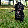 puppy, dog, black_dog, grass, park, trees, nature, outdoor, playful, running, collar, happy, young_dog, animal, pet, sunlight, daytime, greenery, motion, cute