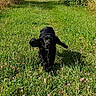Yumi a rejoint le concours — aidez-le/la à gagner de superbes lots ! dog, black_dog, running, grass, meadow, flowers, greenery, outdoor, nature, fence, bushes, sunlight, daytime, canine, pet, playful, field, animal, floppy_ears, summer
