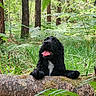 Yumi a rejoint le concours — aidez-le/la à gagner de superbes lots ! dog, black_dog, forest, greenery, log, moss, tongue_out, happy, nature, outdoor, trees, ferns, grass, animal, pet, playful, canine, woodland, summer, sunlight