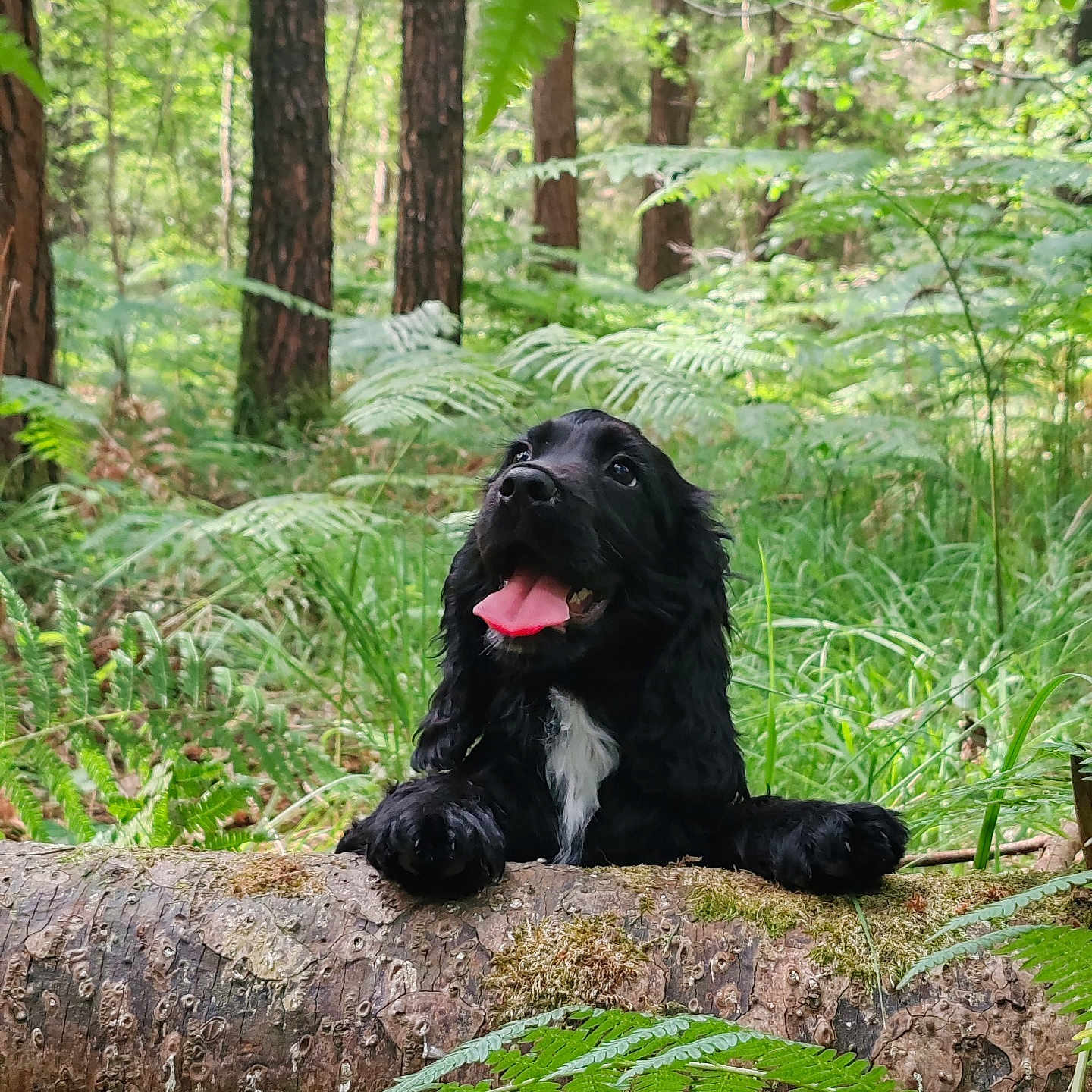 Yumi a rejoint le concours — aidez-le/la à gagner de superbes lots ! dog, black_dog, forest, greenery, log, moss, tongue_out, happy, nature, outdoor, trees, ferns, grass, animal, pet, playful, canine, woodland, summer, sunlight