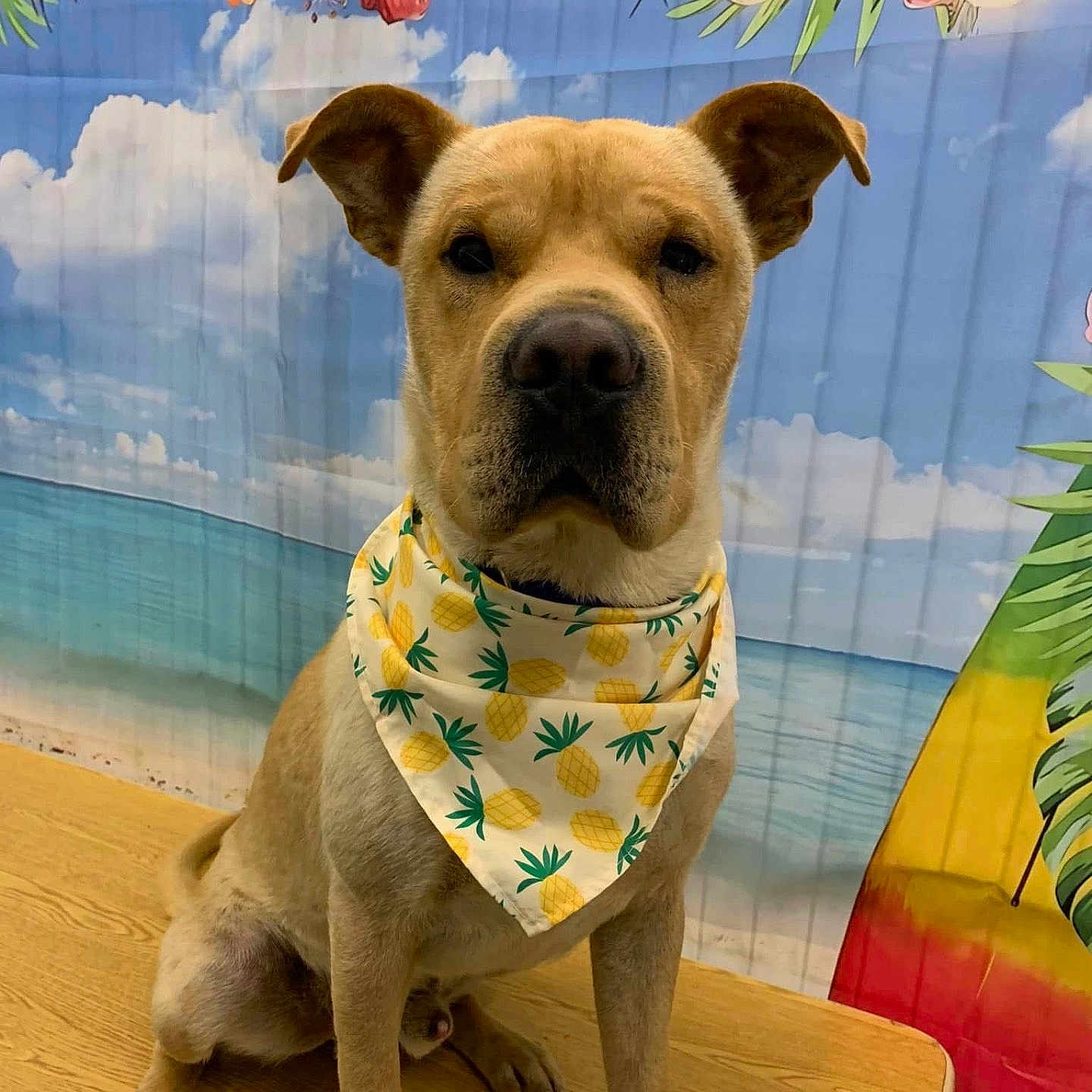 Papaw Bob is registered to the contest to win money with this photo: animal, background, bandana, beach_scene, brown_dog, canine, cute, decor, dog, flowers, indoor, pet, pineapple_pattern, portrait, posing, sitting, studio, summer, table, tropical_backdrop