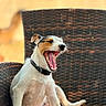 dog, puppy, yawning, sitting, outdoor, chair, woven_chair, pet, animal, cute, relaxed, collar, white_dog, brown_spots, mouth_open, teeth, tongue, fur, sunlight, blurred_background