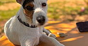 Vanille participe au concours pour gagner de l'argent avec cette photo : dog, jack_russell_terrier, outdoor, table, sunlight, pet, animal, white_fur, brown_patch, black_patch, relaxed, curious, daylight, nature, grass, tree, blurred_background, collar, paw, summer