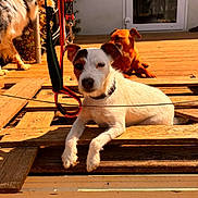 Vanille participe au concours pour gagner de l'argent avec cette photo : dog, pets, outdoor, wooden_deck, sunlight, leash, white_dog, brown_dog, black_and_white_dog, relaxing, animal, canine, playful, summer, backyard, fence, door, resting, sunshine, nature
