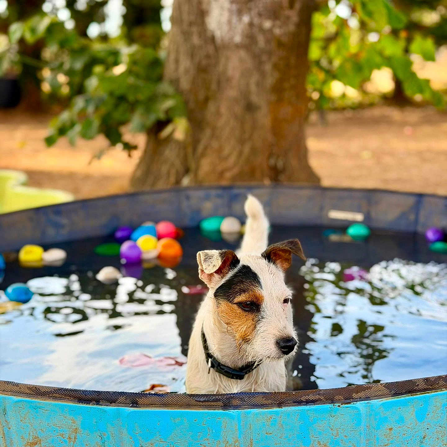 Vanille a rejoint le concours — aidez-le/la à gagner de superbes lots ! dog, puppy, kiddie_pool, water, outdoor, tree, greenery, colorful_balls, summer, pet, animal, playful, nature, canine, collar, reflection, daylight, garden, fun, wet