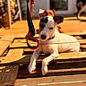 Vanille a rejoint le concours — aidez-le/la à gagner de superbes lots ! dog, puppy, wooden_deck, leash, sunlight, outdoor, pet, animal, relaxing, fence, background, blurred, collar, daytime, canine, playful, resting, summer, cute, domestic