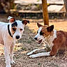Vanille participe au concours pour gagner de l'argent avec cette photo : dog, canine, outdoor, animal, pet, brown, white, fur, ears, collar, grass, dirt, nature, sunlight, playful, lying_down, standing, closeup, daytime, two_dogs