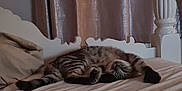 Lala is registered to the contest to win money with this photo: cat, bed, sleeping, striped_cat, furniture, curtains, cozy, indoor, pet, resting, striped_fur, headboard, pillows, blanket, relaxing, domestic, animal, soft_lighting, home, quiet