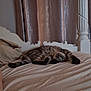 cat, bed, sleeping, striped_cat, furniture, curtains, cozy, indoor, pet, resting, striped_fur, headboard, pillows, blanket, relaxing, domestic, animal, soft_lighting, home, quiet