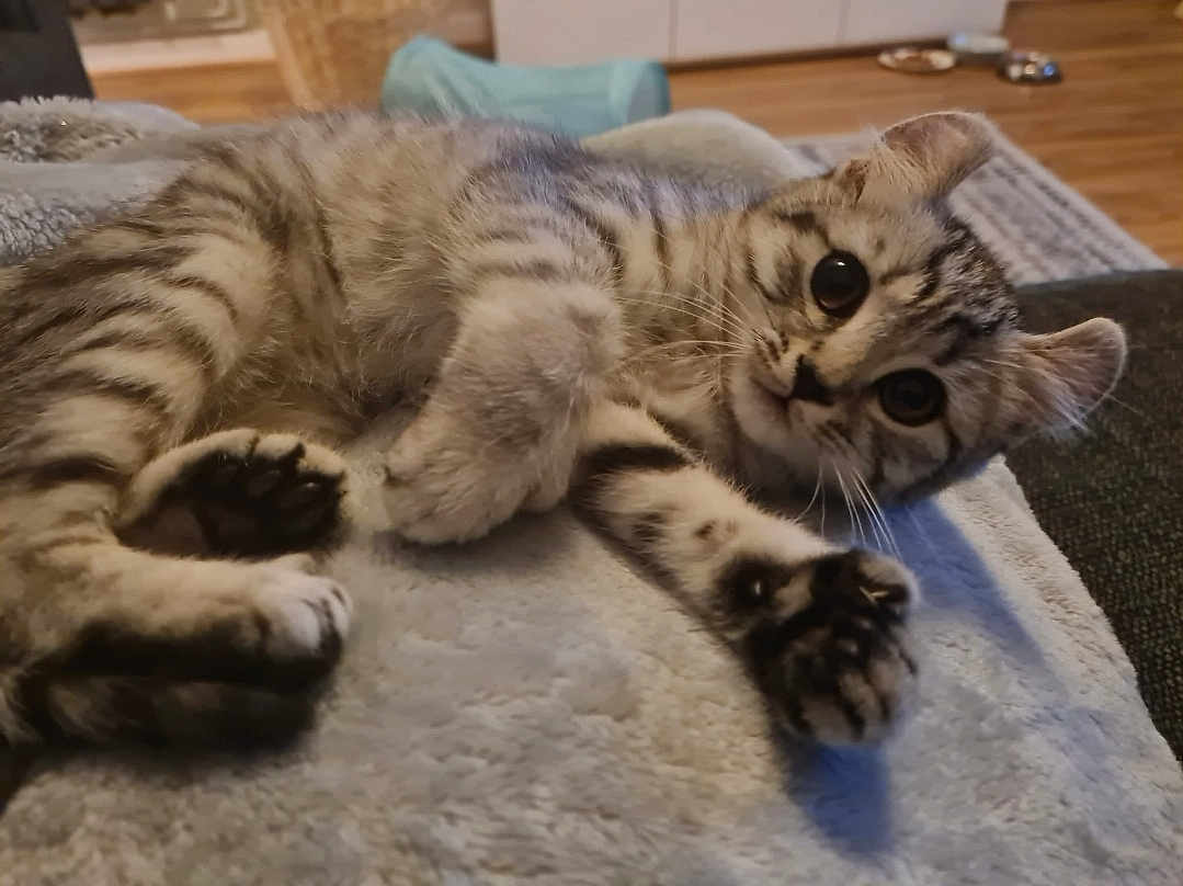 Lala