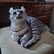 Lala joined the competition — help win amazing prizes! cat, feline, striped, whiskers, chair, cushion, indoor, pet, fur, ears, wide_eyes, curious, resting, domestic_animal, furniture, wooden_dresser, relaxed, animal, cute, home
