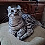 cat, feline, striped, whiskers, chair, cushion, indoor, pet, fur, ears, wide_eyes, curious, resting, domestic_animal, furniture, wooden_dresser, relaxed, animal, cute, home