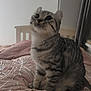 Lala is registered to the contest to win money with this photo: cat, tabby, pet, bedroom, bed, blanket, sequins, furniture, curtains, indoor, animal, cute, sitting, striped, fur, whiskers, ears, paws, looking_up, soft_light