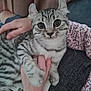 Lala joined the competition — help win amazing prizes! cat, tabby, pet, animal, hand, person, feline, whiskers, cute, indoor, couch, striped, domestic_animal, fur, claw, holding, relaxed, cozy, closeup, companion