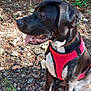 dog, black_dog, red_harness, outdoor, forest, leaves, rocks, sunlight, tongue_out, sitting, pet, nature, greenery, canine, collar, leash, happy_dog, animal, daylight, closeup