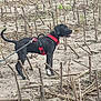 dog, black_dog, harness, leash, field, dry_stalks, outdoor, animal, pet, standing, alert, nature, earth, brown, grass, canine, walking, farm, daylight, curious