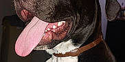 Arrow participe au concours pour gagner de l'argent avec cette photo : dog, black, white, tongue_out, pet, collar, indoor, animal, canine, happy, close_up, fur, mouth, teeth, ears, portrait, sitting, household, wall, furniture