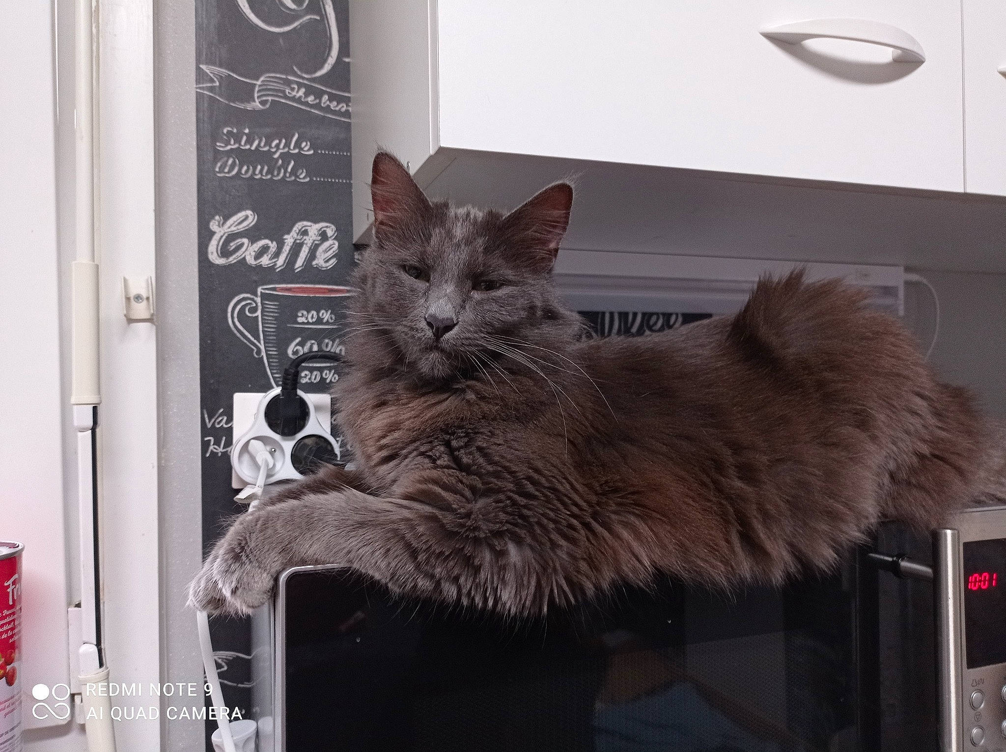 Alfa participe au concours pour gagner de l'argent avec cette photo : black_cat, carnivore, cat, claw, domestic_short_haired_cat, door, felidae, fur, grey, paw, russian_blue, small_to_medium_sized_cats, snout, tail, whiskers, window