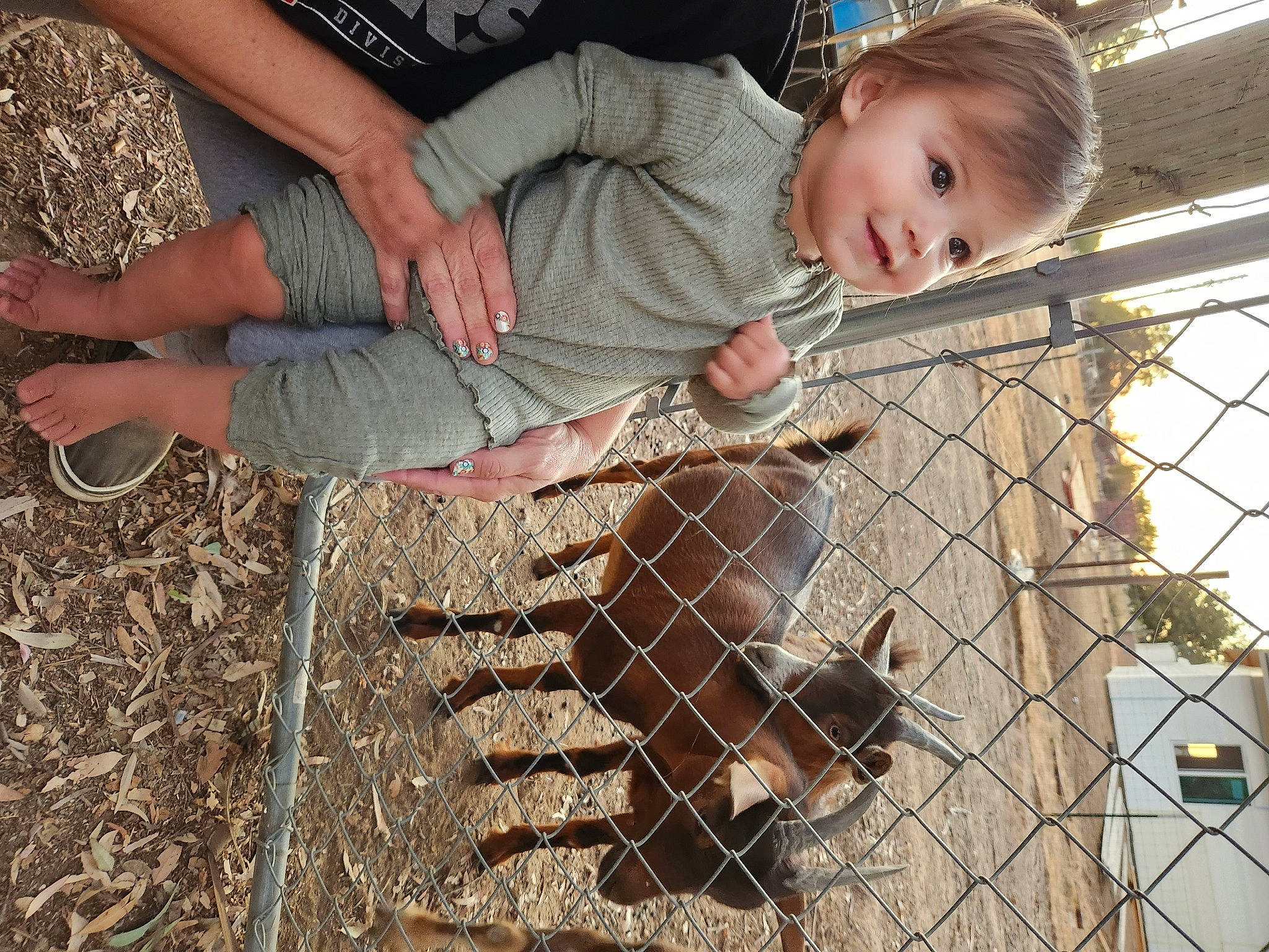 Braelyn is registered to the contest to win money with this photo: animal_shelter, baby, cage, child, dog, dog_breed, fawn, fence, foot, fur, grass, mesh, net, person, sitting, soil, terrestrial_animal, toddler, tree