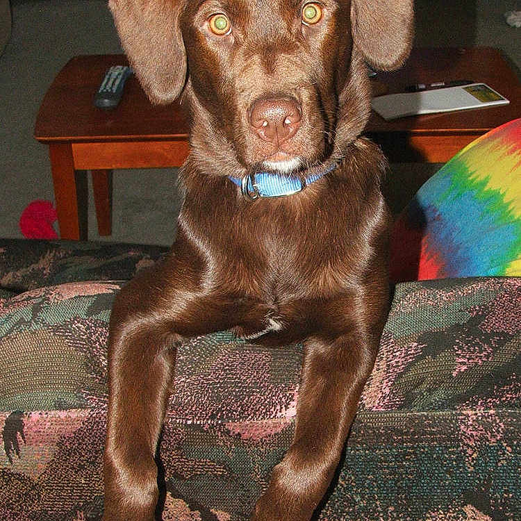 Bailey joined the competition — help win amazing prizes!