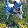 puppy, dog, blue_merle, grass, outdoor, sunlight, playful, running, animal, pet, young_dog, ears, tongue, nature, sunny, mammal, cute, active, daylight, walking