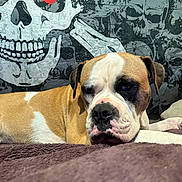 Lola a rejoint le concours — aidez-le/la à gagner de superbes lots ! animal, blanket, brown, canine, closeup, cozy, decor, dog, expression, furniture, indoor, lying_down, pet, portrait, red_eye, relaxed, resting, skull_art, wall_art, white