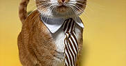 Simba joined the competition — help win amazing prizes! cat, orange_cat, white_paws, collar, tie, pet, feline, indoor, yellow_background, portrait, whiskers, sitting, cute, domestic_cat, striped_tie, fur, ears, animal, closeup, looking_up