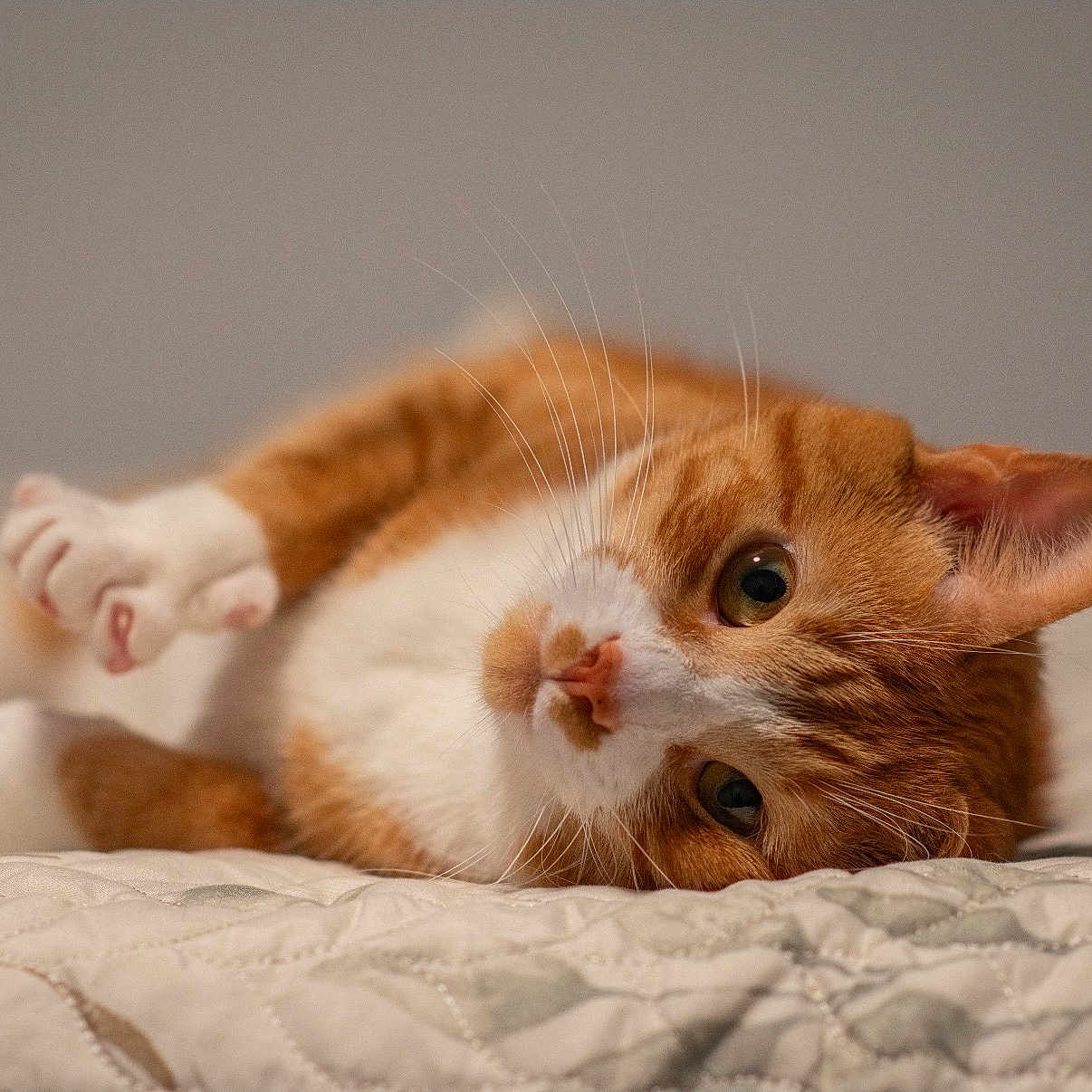 Simba