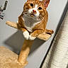 Simba is registered to the contest to win money with this photo: cat, orange_cat, white_paws, cat_tree, perched, indoor, curious, pet, feline, whiskers, ears, cute, animal, domestic_cat, looking_at_camera, soft_light, cozy, fur, playful, resting
