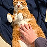 Simba is registered to the contest to win money with this photo: cat, orange_cat, white_paws, petting, hand, blanket, indoor, cozy, relaxed, feline, fur, whiskers, nap_time, cute, domestic_animal, animal, comfort, resting, closeup, soft