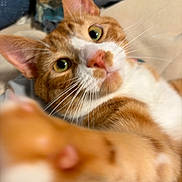 Simba is registered to the contest to win money with this photo: cat, orange_cat, white_fur, whiskers, paw, close_up, curious, indoor, pet, feline, green_eyes, soft_fur, domestic_cat, playful, portrait, animal, cute, tabby, relaxed, attention