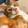 cat, orange_cat, white_fur, whiskers, paw, close_up, curious, indoor, pet, feline, green_eyes, soft_fur, domestic_cat, playful, portrait, animal, cute, tabby, relaxed, attention