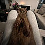 Theo joined the competition — help win amazing prizes! cat, brown_cat, pet, animal, indoor, living_room, furniture, couch, person, lap, flowers, vase, table, relaxing, wide_eyes, fur, cozy, home, paws, stretching
