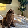 Theo joined the competition — help win amazing prizes! cat, brown_cat, pet, indoor, bed, blanket, sunlight, shadow, plant, potted_plant, furniture, cozy, fur, animal, whiskers, ears, looking_away, domestic_cat, resting, home