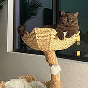 Theo joined the competition — help win amazing prizes! cat, cat_tree, woven_basket, indoor, window, plant_reflection, brown_cat, fluffy_bedding, relaxed, pet, feline, cozy, home_interior, wooden_post, scratching_post, curious, seated, animal, domestic_cat, soft_lighting