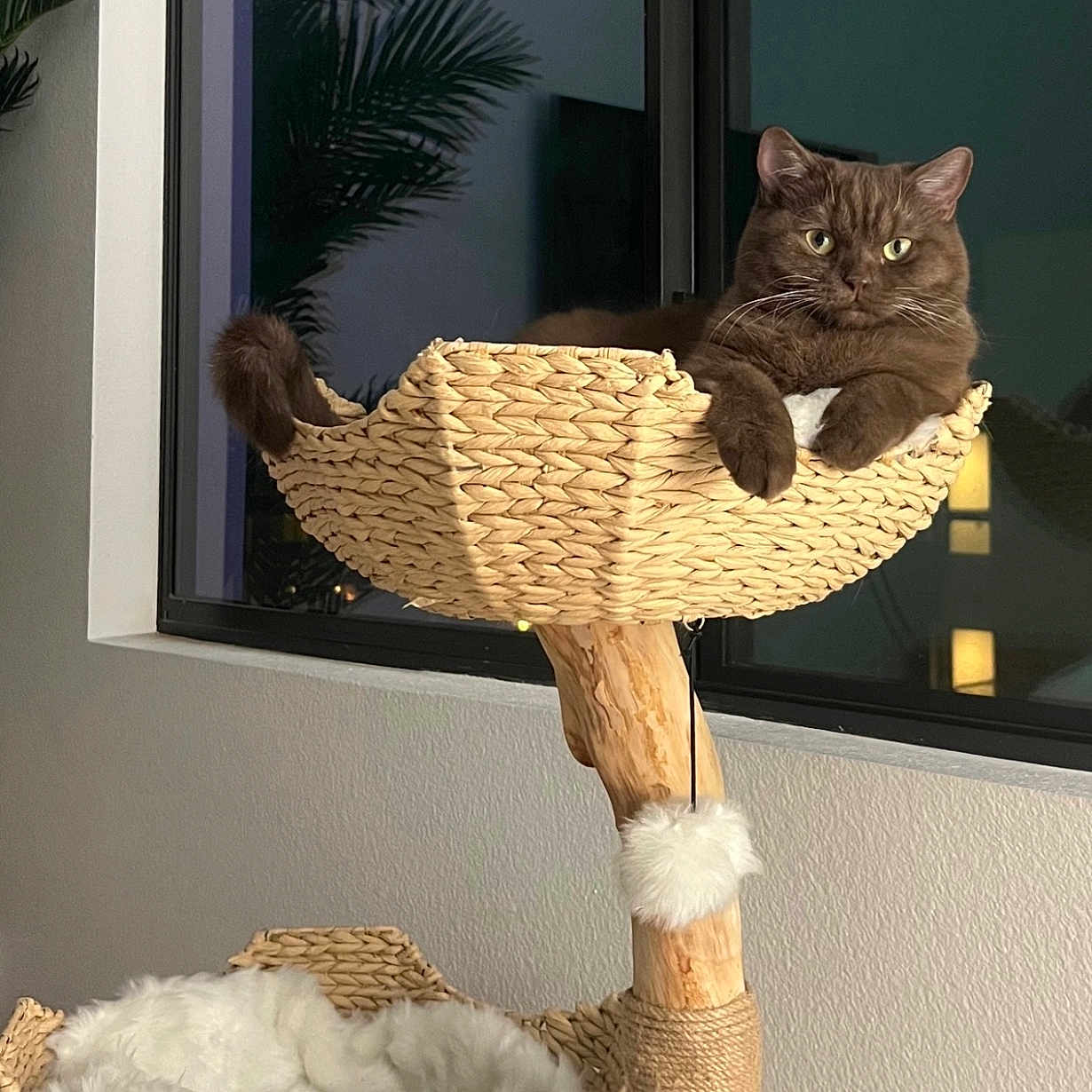 Theo joined the competition — help win amazing prizes! animal, brown_cat, cat, cat_tree, cozy, curious, domestic_cat, feline, fluffy_bedding, home_interior, indoor, pet, plant_reflection, relaxed, scratching_post, seated, soft_lighting, window, wooden_post, woven_basket