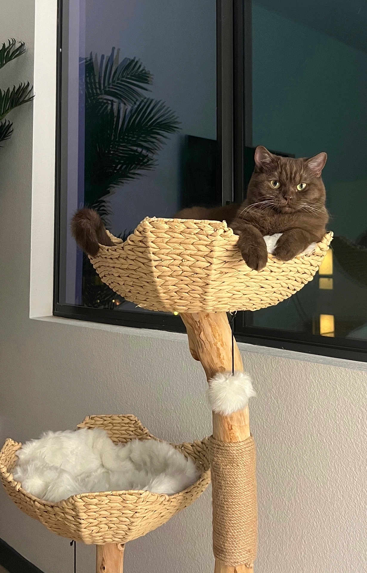 Theo joined the competition — help win amazing prizes! cat, cat_tree, woven_basket, indoor, window, plant_reflection, brown_cat, fluffy_bedding, relaxed, pet, feline, cozy, home_interior, wooden_post, scratching_post, curious, seated, animal, domestic_cat, soft_lighting