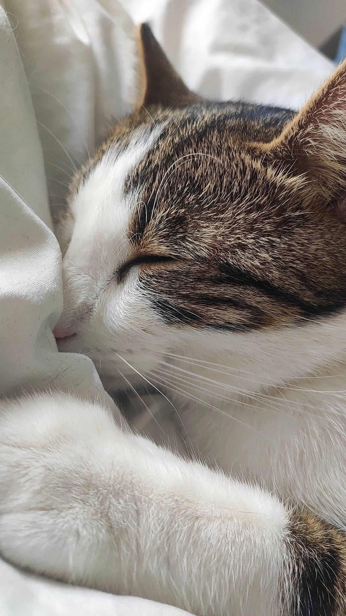 Edgar participe au concours pour gagner de l'argent avec cette photo : carnivore, cat, close_up, comfort, domestic_short_haired_cat, felidae, fur, nap, paw, sleep, small_to_medium_sized_cats, snout, terrestrial_animal, whiskers